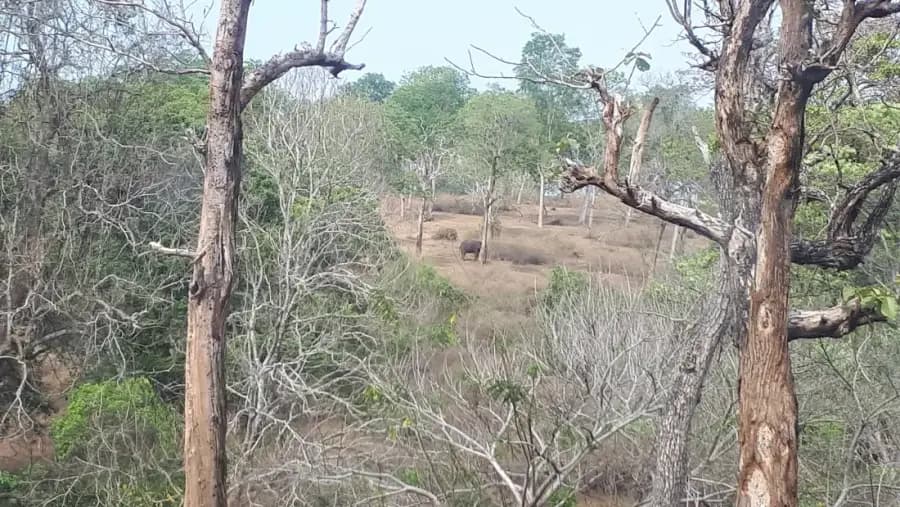 Bandipur & Nagarhole Wildlife Safari Weekend photo 5