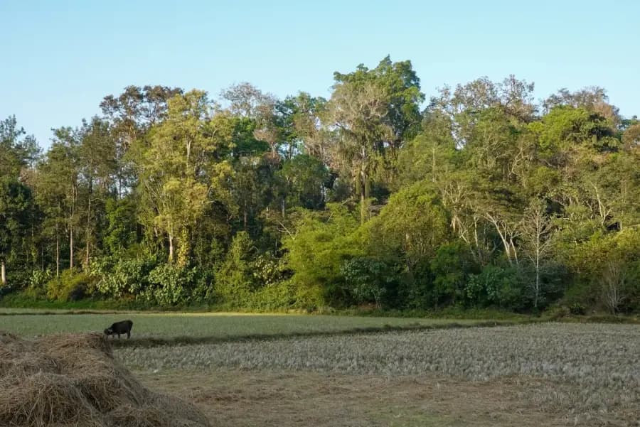 Coorg Weekend Getaway with Abbey Falls & Estate Stay photo 3
