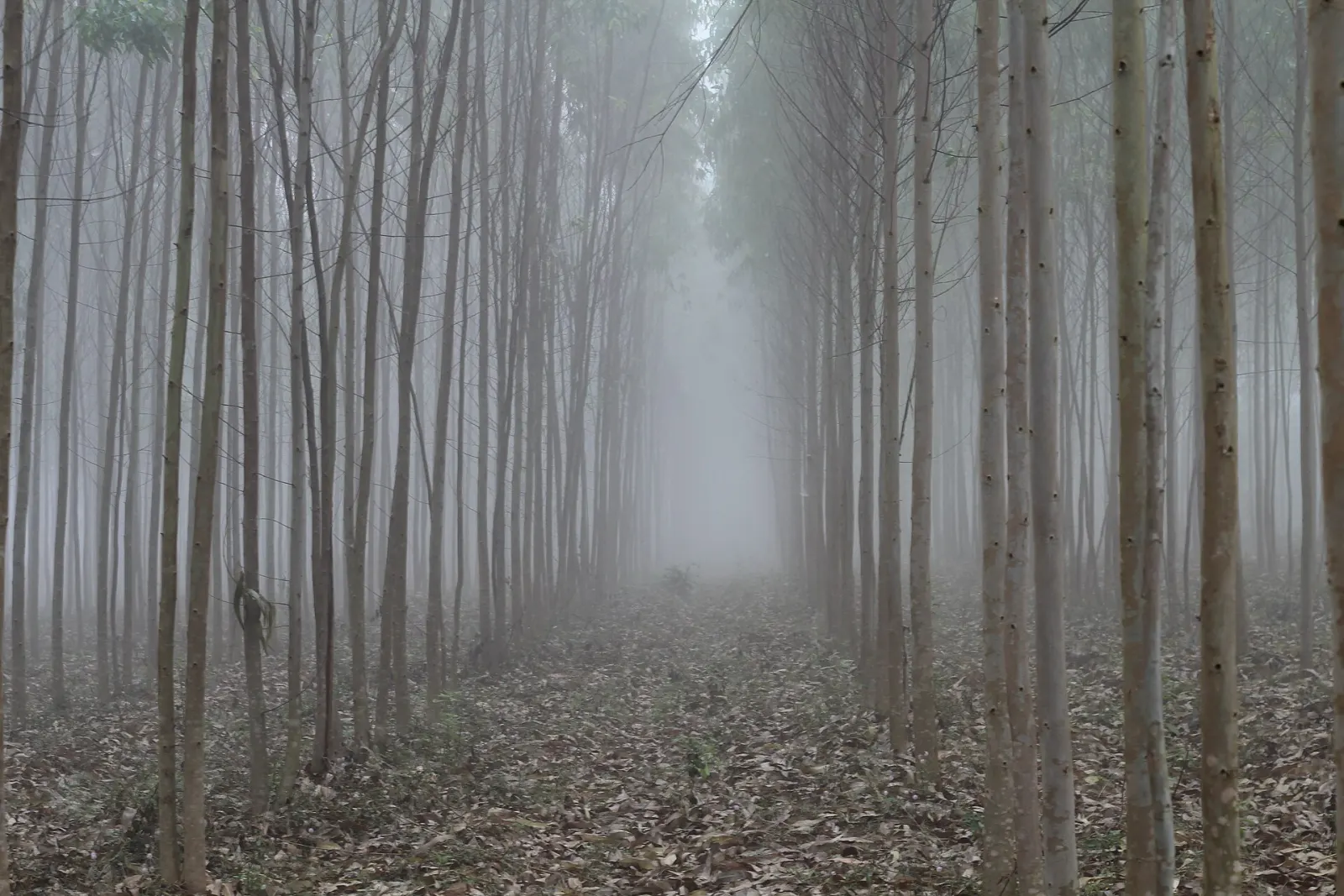 Lambasingi Winter Camping: Kashmir of Andhra