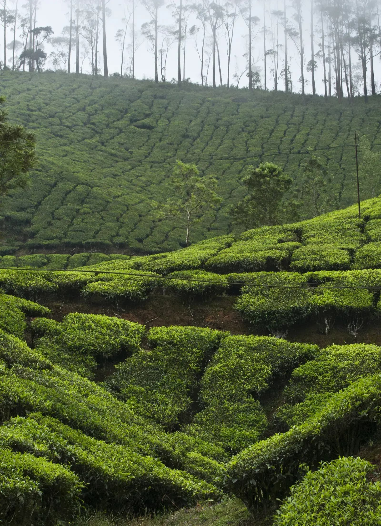 Munnar Tea Country Weekend Escape