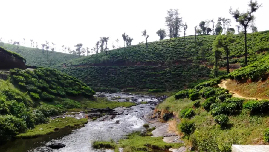 Valparai Tea Estates & Anamalai Wildlife Drive photo 5