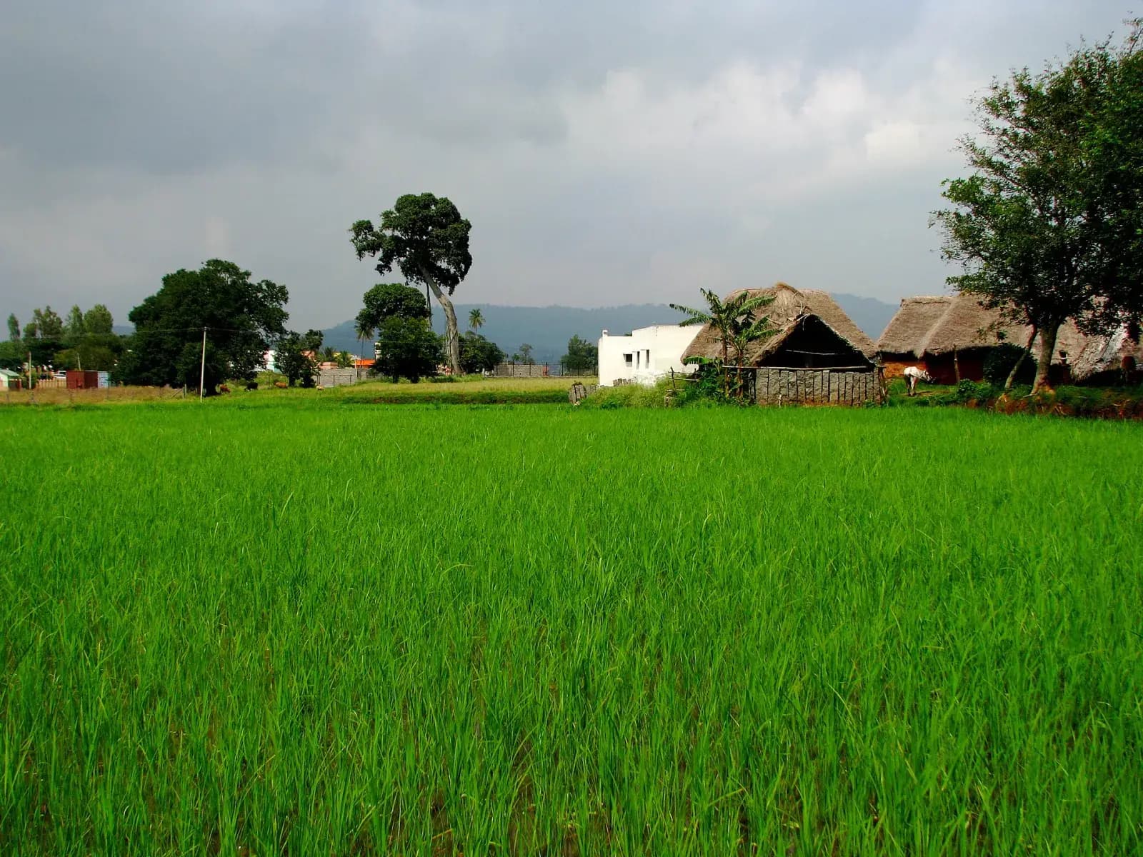 Yelagiri Hills Camping & Adventure Weekend